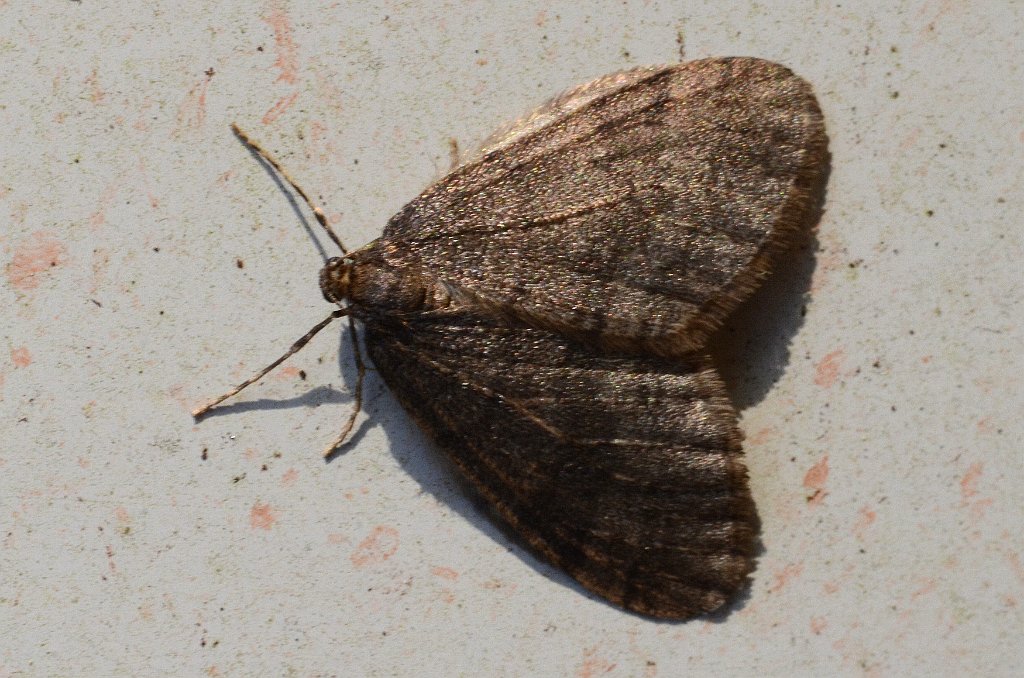 008 2014-11113727 Pointe Rok, MA.JPG - Bruce Spanworm Mothe (Operophtera bruceata). Pointe Rok Estates, MA, 11-11-2014